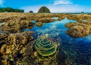 Ngơ ngẩn trước vẻ đẹp lộng lẫy của vườn san hô Phú Yên