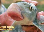 Loài cá tiến vua quý hiếm ở Việt Nam: Cả thế giới chỉ 2 quốc gia có, giá trị cao bậc nhất