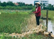 Cô học trò chăn vịt nuôi ước mơ vào đại học Cô học trò chăn vịt nuôi ước mơ vào đại học