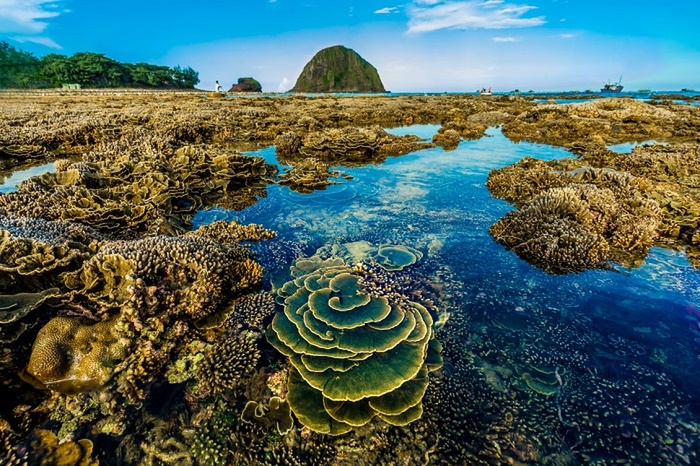 Ngơ ngẩn trước vẻ đẹp lộng lẫy của vườn san hô Phú Yên Ảnh 1