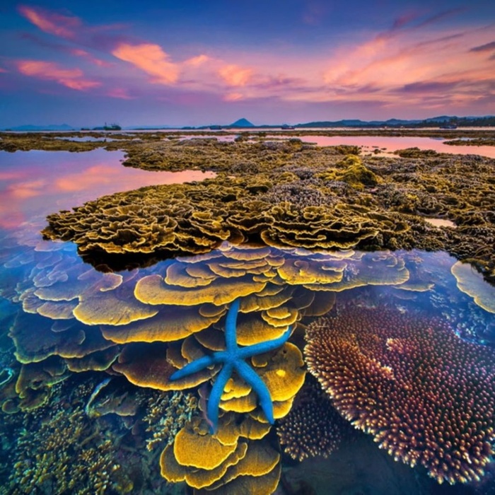 Ngơ ngẩn trước vẻ đẹp lộng lẫy của vườn san hô Phú Yên Ảnh 2