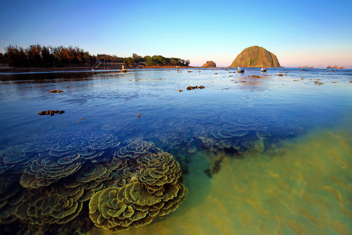 Ngơ ngẩn trước vẻ đẹp lộng lẫy của vườn san hô Phú Yên Ảnh 4